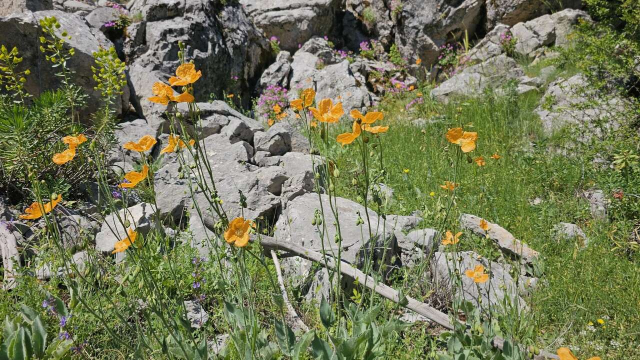 Konya’da her adımı tarih kokan rota! 13 kilometrelik yürüyüş nefes kesti 39